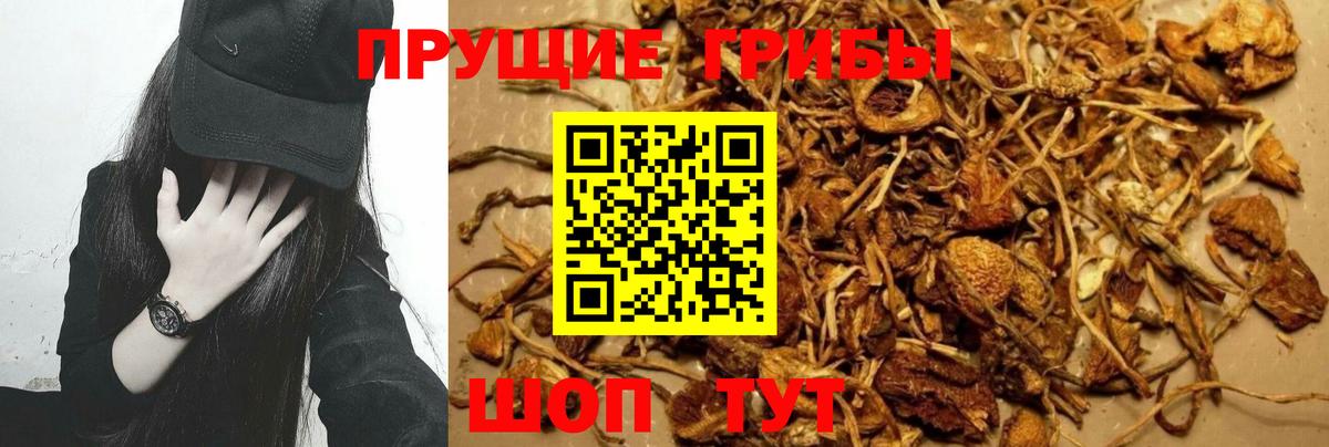 Галлюциногенные грибы Psilocybe Аксай